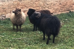 Moutons-et-Belier
