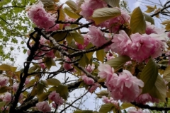 Cerisier-du-japon