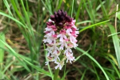 Orchis-brule