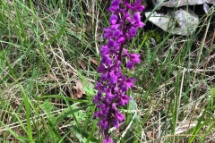 Orchis-male