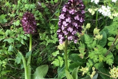 Orchis-pourpre