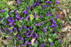 violettes